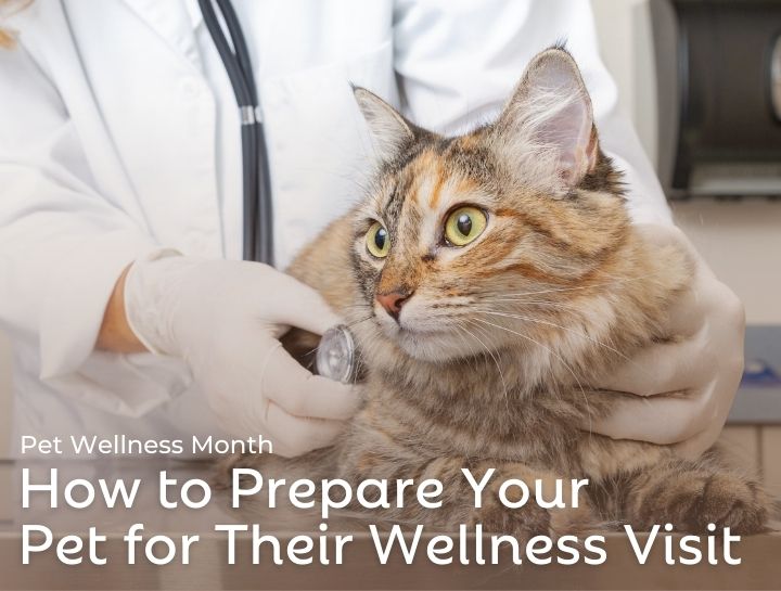 Cat Wellness Visits: How to Prepare | Scottsdale Cat Clinic