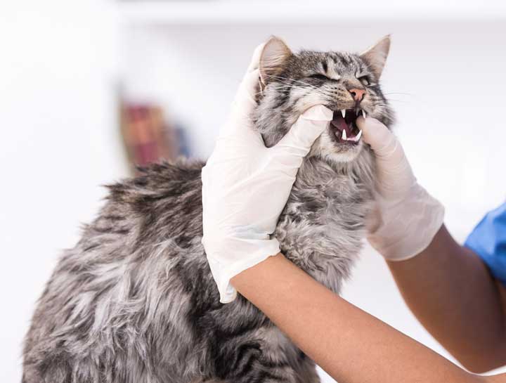 Cat Dental Care