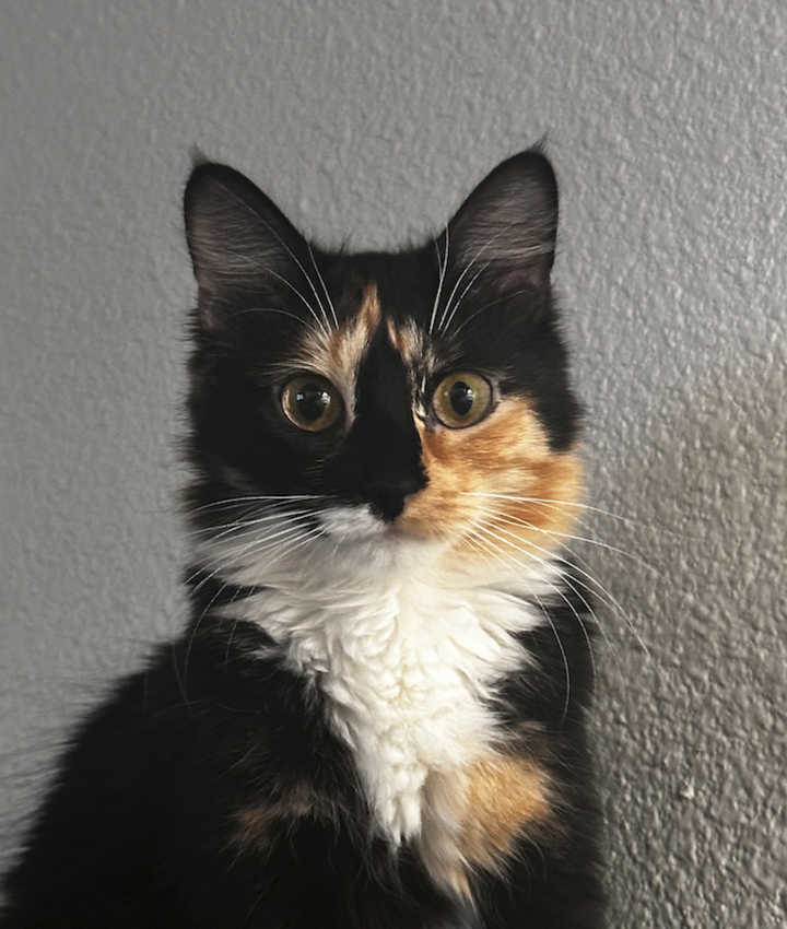 Portrait of Amelia